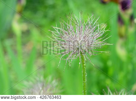 A Beautiful Spring Flower Pulsatilla Patens, Eastern Pasqueflower, Cutleaf Anemone Or Prairie Crocus