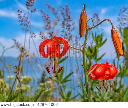 Flowers Of Carniolan Lily (as Called Golden Apple). Close-up.