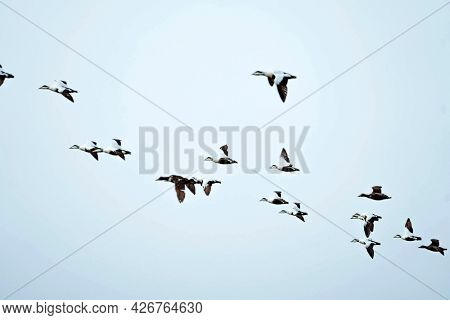 Flock of seabirds flying in the sky