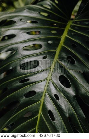 Monstera delicosa plant in the garden