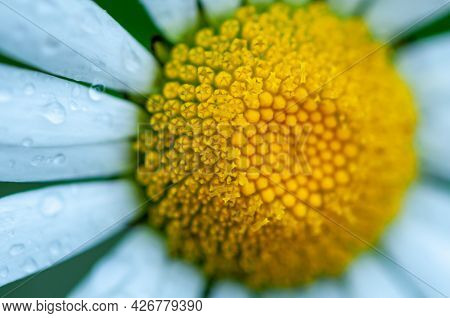 Close-up Of A Daisy In A Field. Shallow Depth Of Field
