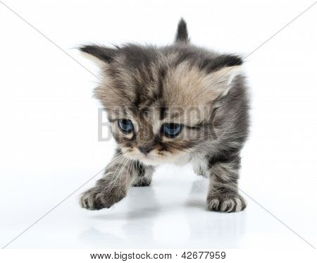 Милый котенок шотландский прямой, двигаясь вдоль