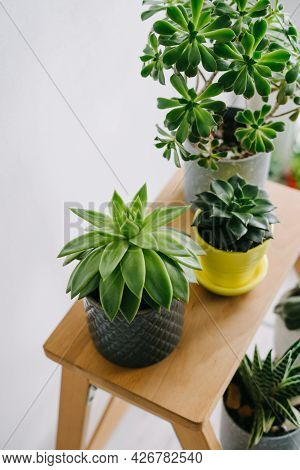 Many Indoor Plants In White, Gray And Yellow Pots.