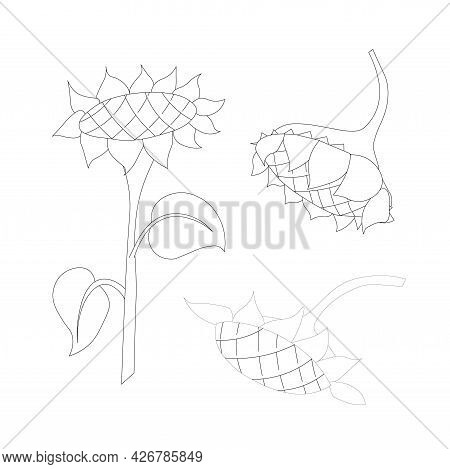 Sunflowers Monochrome Sketch Art Design Element Stock Vector Illustration For Web, For Print, For Pa
