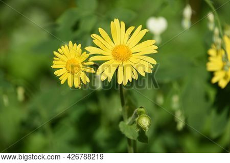 Garden With Flowering Yellow Leopard's Bane Blossoms.