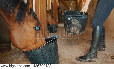 A Dark Brown Blind Horse Drinking Water From A Bucket In The Horse Stable. Close-up View. A Girl In 