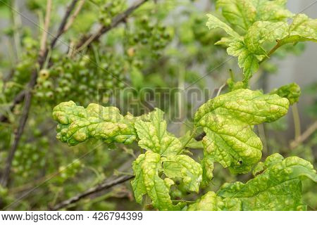 Diseases And Pests Of Berry Bushes . Gall Aphid On Currants. Damaged Leaves On A Red Currant.