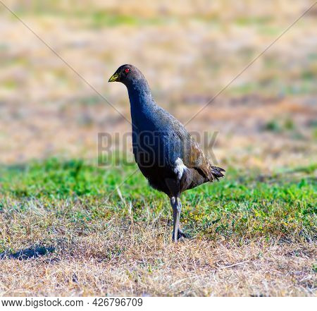Tasmanian Nativehen
