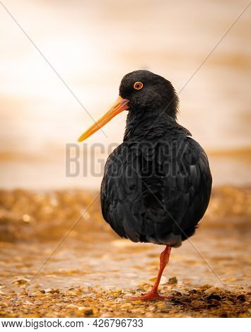 Variable Oystercatcher During Sunset On A New Zealand Beach