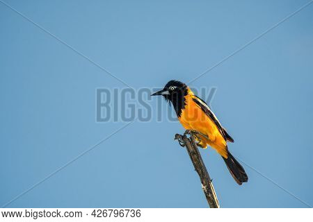 Venezuelan Troupial