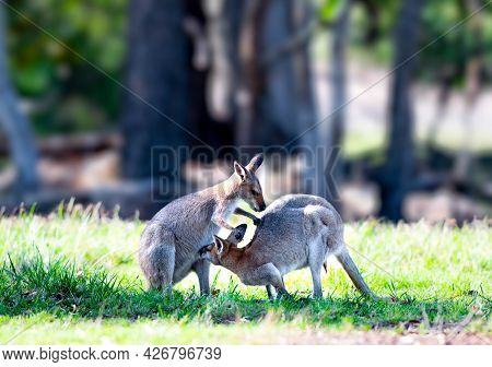 Wallabies