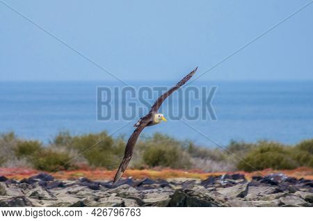 Waved Albatross