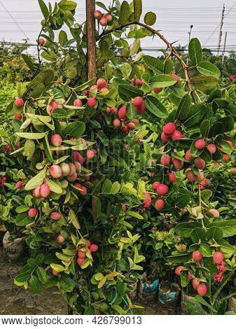 The Bright Green Leaves And Light Red Fruit Of Bengal Currant, Or Karanda, Are Berry-sized, Sweet-ta