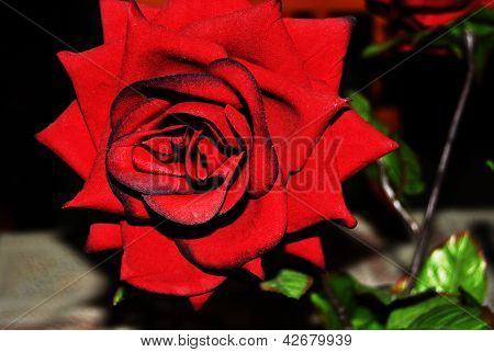 โร roja