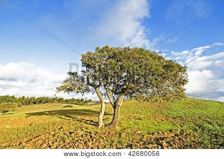 Corktree Portekiz kırsal yılında