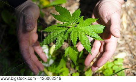 Cannabis. Bush Marijuana On Blurred Background. Bush Cannabis On The Palm. Male Hands Are Holding A 