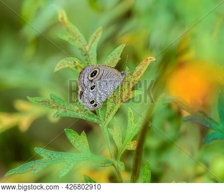 Common Fourring, Ypthima Huebneri, Butterfly Feeding On Flowers With Copy Space