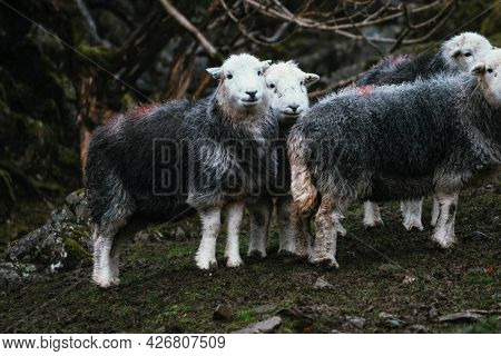 Herdwick sheep in the field at a farm