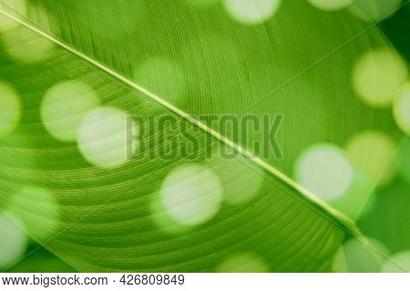 Bokeh on Calathea Lutea leaf macro shot background