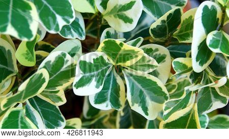 An Image Of A Leaf Texture With Dark Green In The Center Of The Leaf And Off-white At The Edges Of S