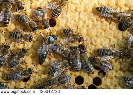 Queen Bee Is Always Surrounded By The Workers Bees - Their Servant. Queen Bee Lays Eggs In The Cell.