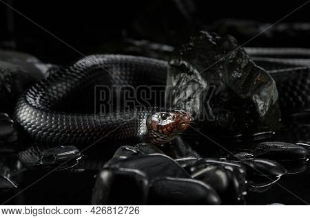 Drymarchon On The Background Of Cameos, Fog. Snake Art