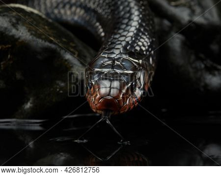 Drymarchon On The Background Of Cameos, Fog. Snake Art