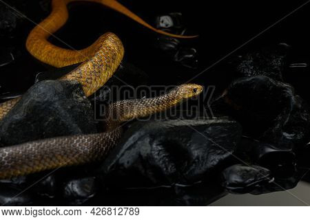 Drymarchon On The Background Of Cameos, Fog. Snake Art