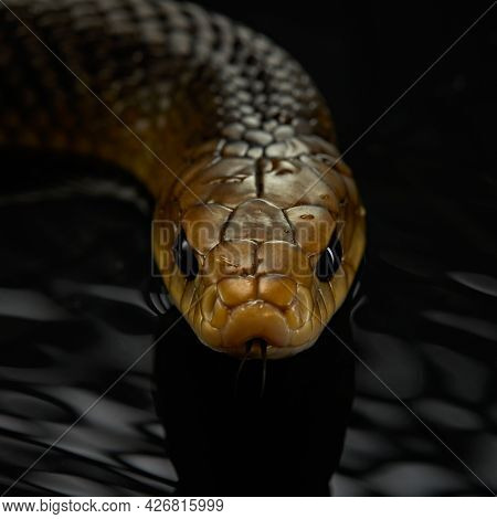 Drymarchon On The Dark Background. Snake Art, Close-up, Macro