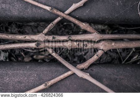 Ash Twigs Are Intertwined With A Rune Pattern. Monochrome Shamanic Natural Photo.