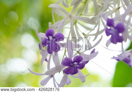 Queens Wreath, Bluebird Vine, Sandpaper Vine, Purple.