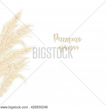 Pampas Grass Card Template Frame On The Left With Copy Space.floral Ornamental Grass. Vector Illustr