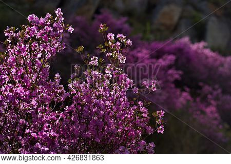 Russia. South Of Western Siberia. Mountain Altai. Chuysky Tract During The Flowering Of The Maralnik