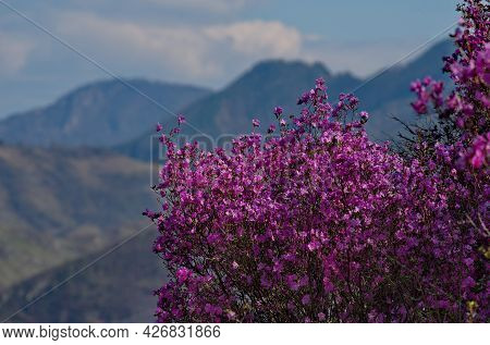 Russia. South Of Western Siberia. Mountain Altai. Chuysky Tract During The Flowering Of The Maralnik