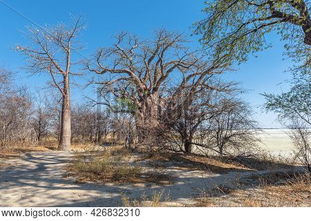 Old Baobab Trees Along Nxai Pan, Botswana