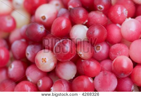 Scelta rosso mirtilli freschi vicino su sfondo