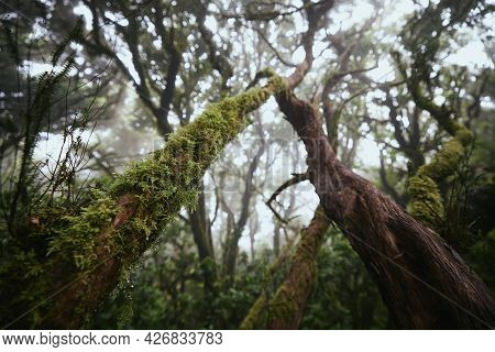 Trees In Mysterious Foggy Forest. Anaga National Park In Tenerife, Spain.