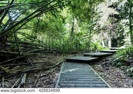 Scenic Wooden Broadwalk Trail At Taman Negara National Park, Malaysia