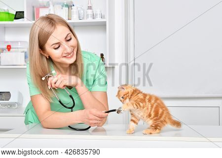 The Veterinarian Plays With A Small Ginger Kitten Stottish Straight