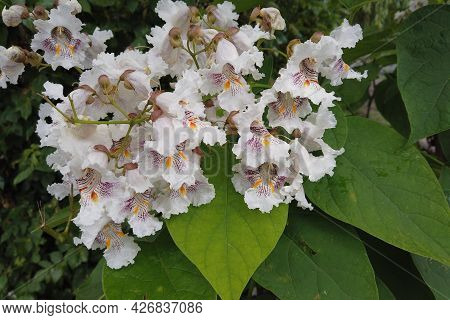 Catalpa Bignonioides Flowers, Also Known As Southern Catalpa, Cigartree, And Indian-bean-tree.