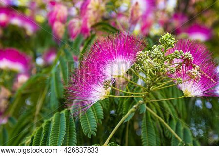 Pink Flowers Of Tropical Tree Albicia Close Up