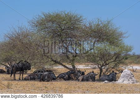 Wildebeest In The Shade Of An Acacia Tree In Nxai Pan National Park, Botswana