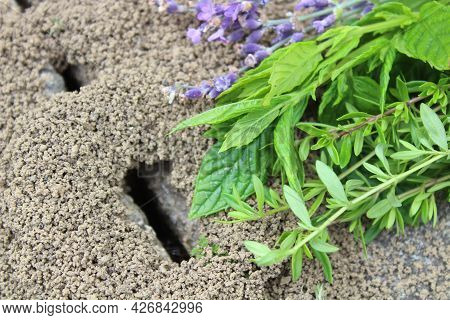 Anthill And Peppermint, Thyme And Lavender In The Garden