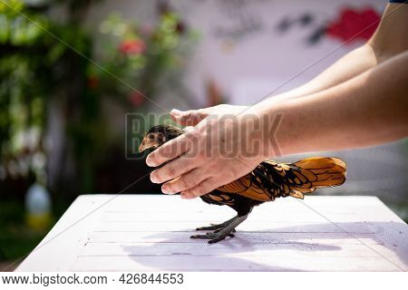 Human Hand Holds And Handles Gently On Bronze Sebright Chick And Lay Down On Pastel Pink Wood Table 