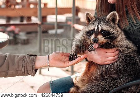The Raccoon Stuck Out His Tongue. The Girl Holds The Pet In Her Arms. The Second Girl Holds Out Her 
