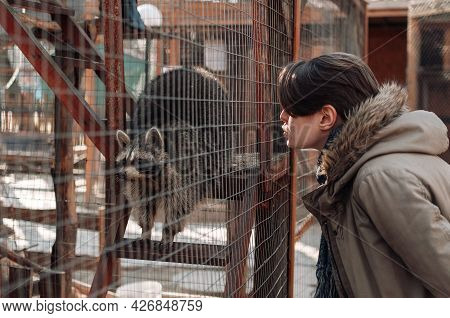 The Girl Calls A Raccoon At The Zoo. Cute Fluffy Male Raccoon. A Tamed Raccoon In A Cage At A Pettin