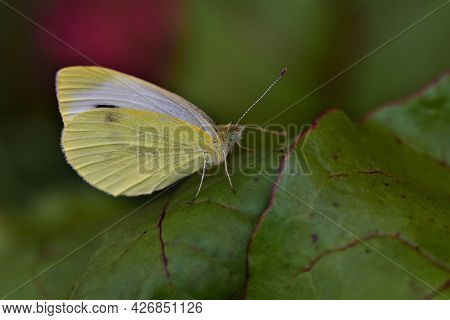 Pieris Rapae - Cabbage White Butterfly On A Beetroot Leaf As A Close Up