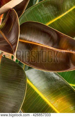 Closeup of fresh Indian rubber plant leaves