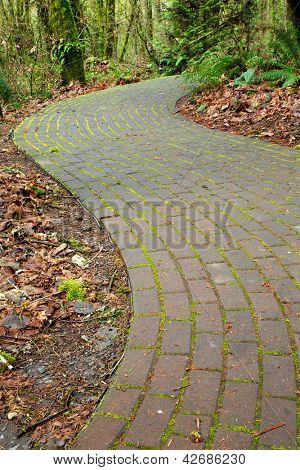 Mossy buede mursten vej ind ferny skoven