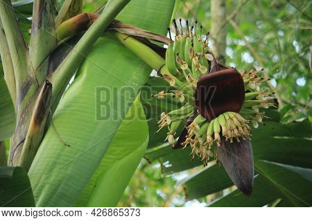 Small Bananas Have Come Out From The Flowers Of The Banana Tree